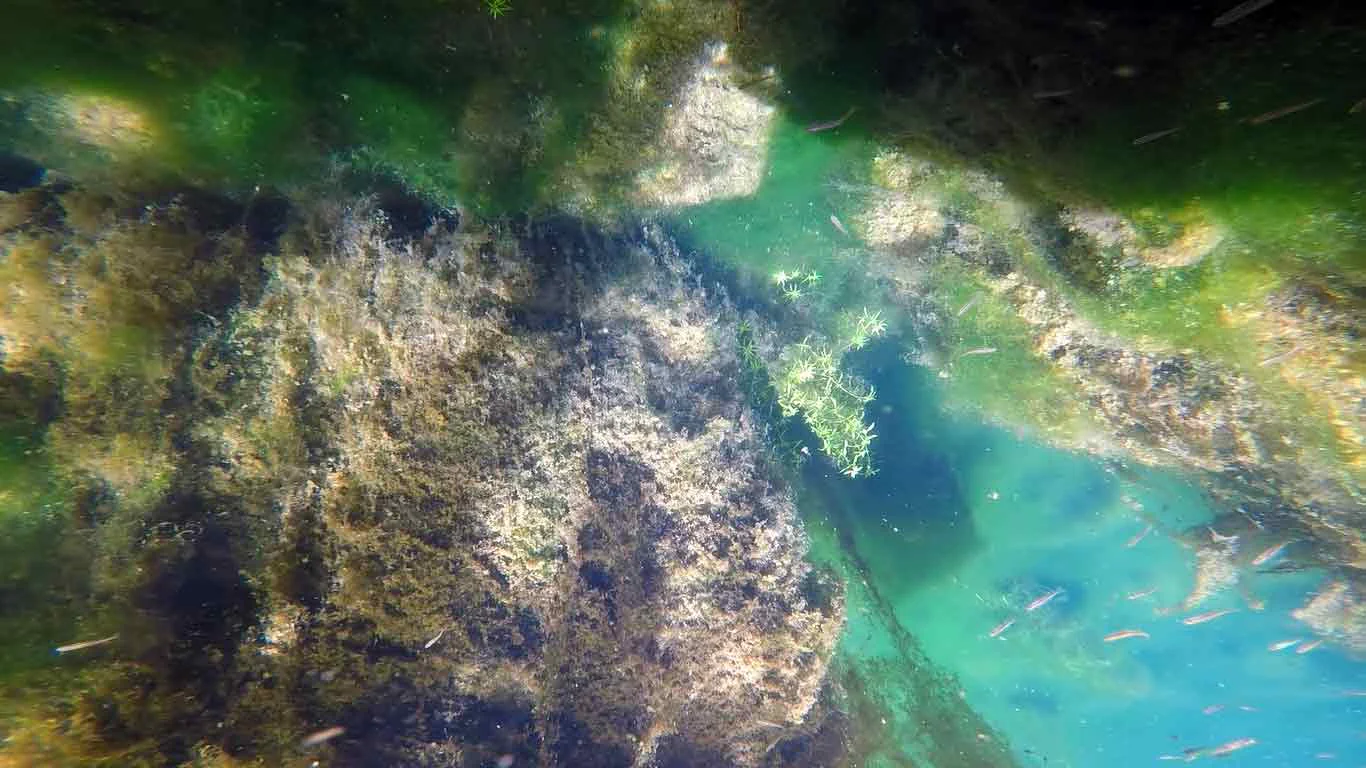 Dans ces eaux là © ADAGP, Paris