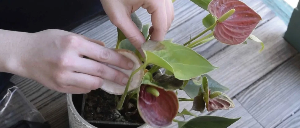 e273b4_eebbf2ffd3614ee3b33263df10daa6df~mv2