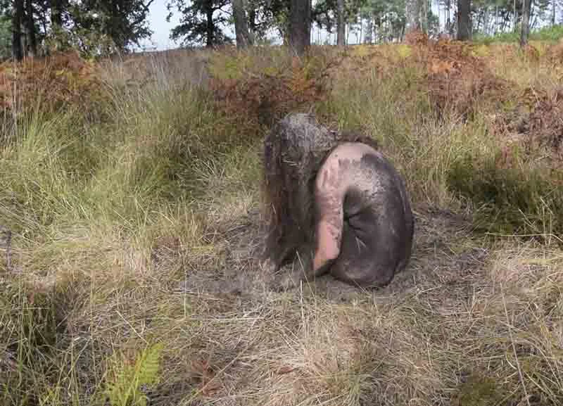 elle-attend-le-battement-de-la-nappe-lorene-roustin3