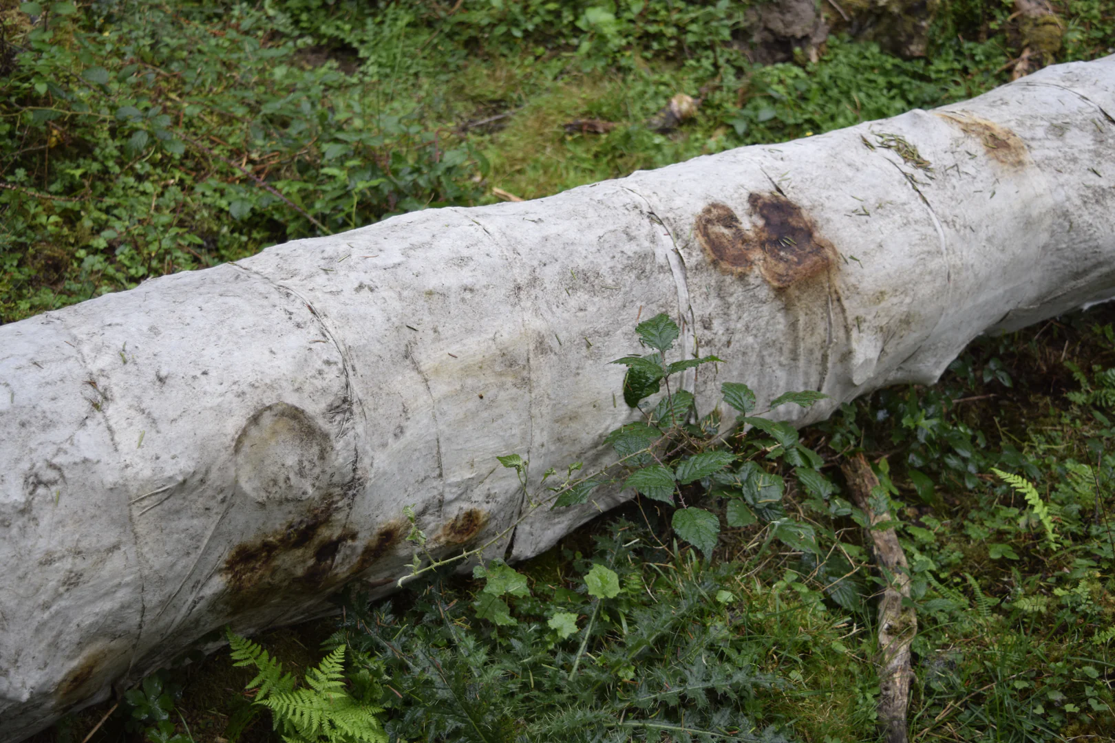 Embaumement 42°56’35.7»N 0°17’23.5»E © ADAGP, Paris, 2024 Embaumement 42°56’35.7»N 0°17’23.5»E © ADAGP, Paris, 2024