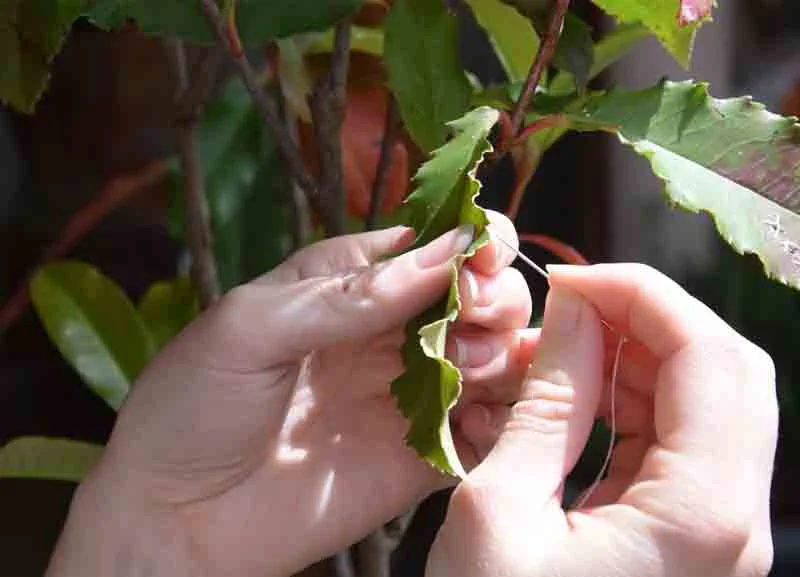 suture-lorene-roustin-_adagp